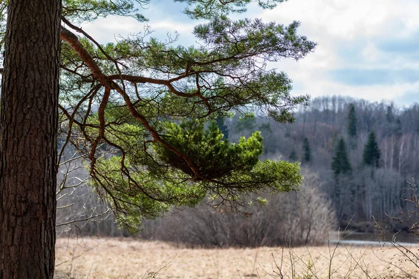 Troncs Branches Pins Avec Aiguilles Vertes Dans Zone Marécageuse Couleurs — Photo