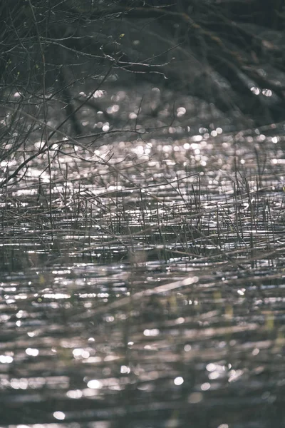 Rivage Lac Avec Des Arbres Distincts Été Vert Sur Terre — Photo