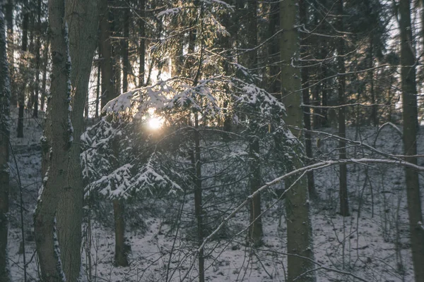Wilde Bos Winter Met Hoog Niveau Van Sneeuw Laat Avond — Stockfoto
