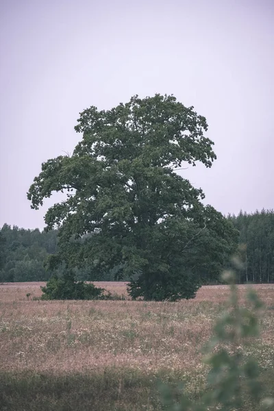 Stora Träd Mot Blå Himmel Nedan Gröna Blad Och Löv — Stockfoto