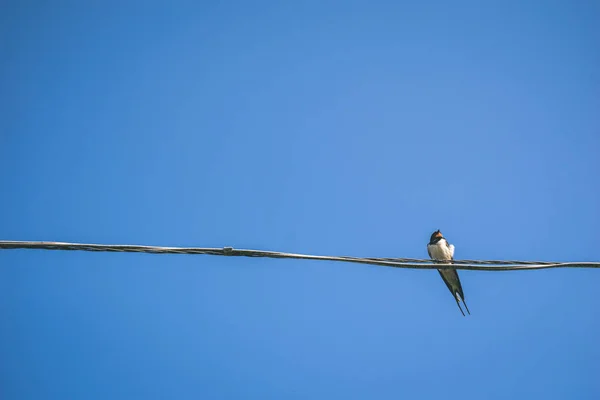 Petit Oiseau Tomtit Avec Ver Dans Bec Sur Fil Dans — Photo