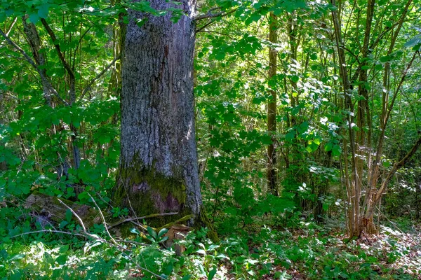 Enda Isolerade Stora Stora Träd Naturen Miljö Med Enorma Stam — Stockfoto