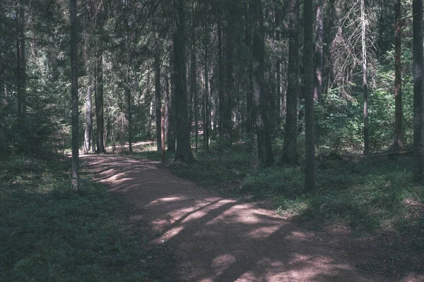 Polní Cestě Čisté Borového Lesa Blátem Zelené Listí Kolem Tmavé — Stock fotografie
