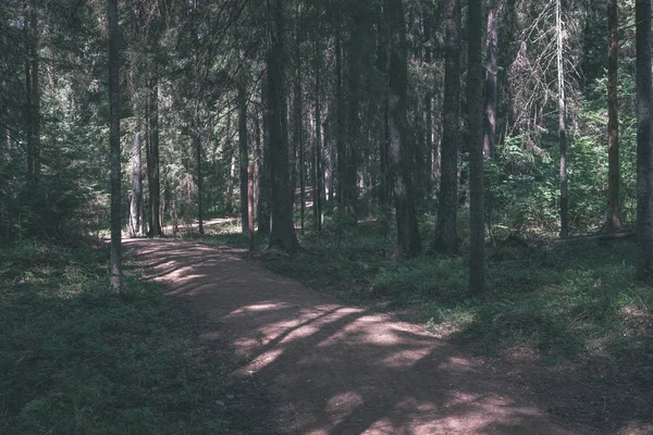 Feldweg Sauberen Kiefernwald Mit Schlamm Und Grünem Laub Herum Dunkle — Stockfoto