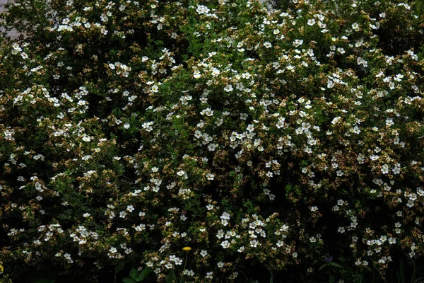 Prado Soleado Con Diferentes Flores Día Verano Con Clima Claro — Foto de Stock