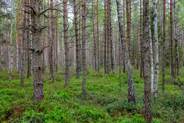 Pântano Vista Paisagem Área Com Pinheiros Solitários Campos Relva Verde — Fotografia de Stock