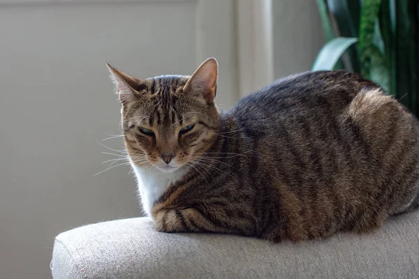 Närbild Skott Tamkatt Naturlig Miljö Lägenhet — Stockfoto