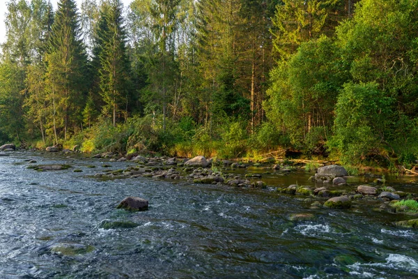 Water Stream River Amata Latvia Sandstone Cliffs Green Foliage Summer — Stock Photo, Image