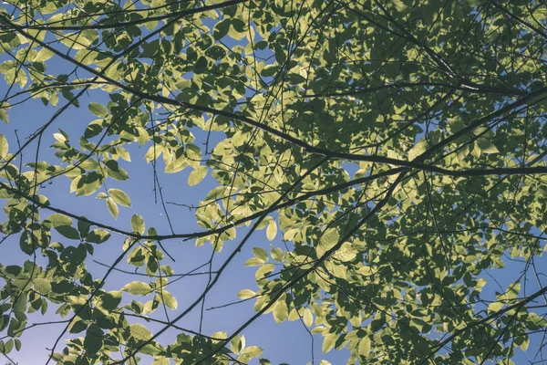 Πράσινο Φύλλωμα Ηλιακό Φως Πάρκο Του Καλο — Φωτογραφία Αρχείου