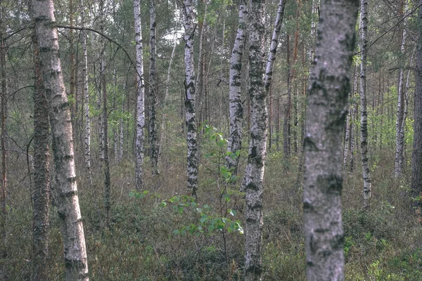 Alan Manzaralı Yalnız Çam Ağaçları Yeşil Yaz Yeşillik Çevresi Vintage — Stok fotoğraf
