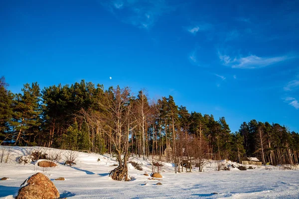 Prosty Countryside Krajobraz Łotwie Pola Drzewa Pod Śniegiem Stary Trawa — Zdjęcie stockowe
