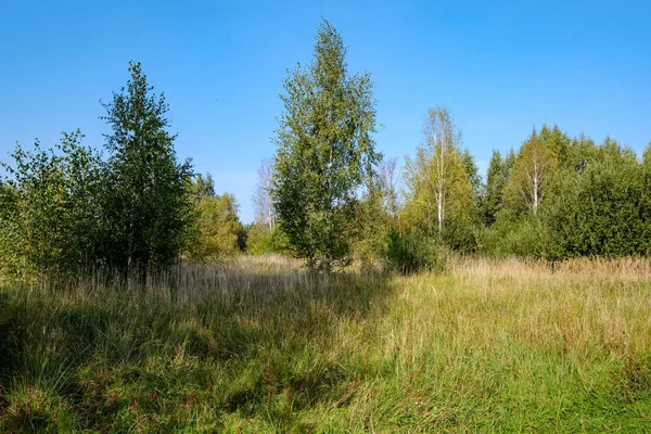 Waldwiese Mit Grünen Bäumen Unter Blauem Himmel — Stockfoto