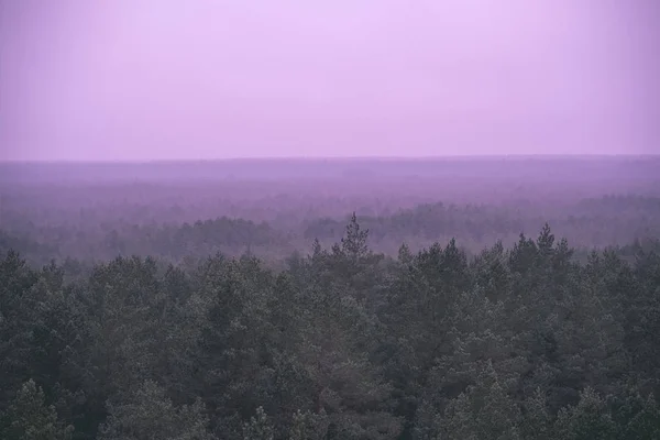 Panoramablick Auf Nebligen Kiefernwald Herbst — Stockfoto