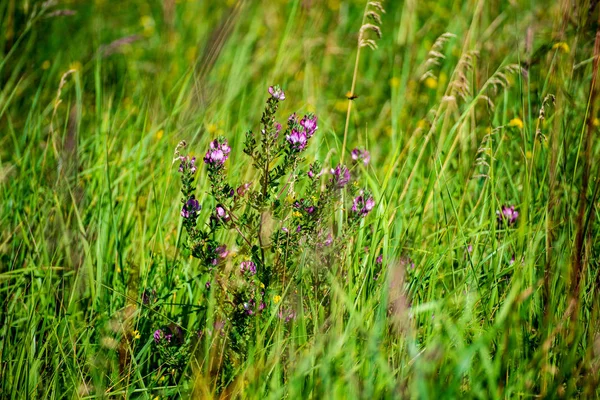 Grüne Sommer Laub Details Abstrakten Hintergrund Blätter Gras Bügel Und — Stockfoto