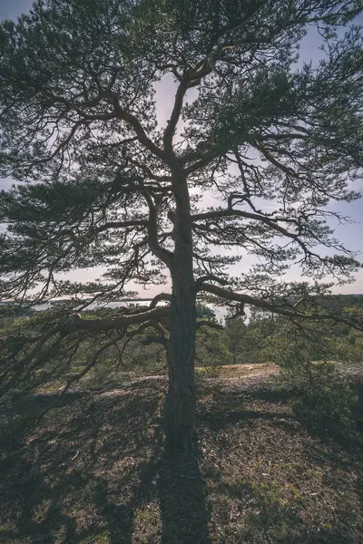 Felsige Küste Finnland Mit Wenigen Kiefern Und Ruhigem Wasser Sommer — Stockfoto