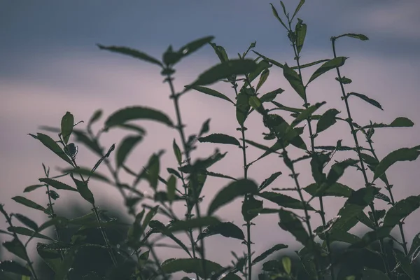 Letnich Roślin Wygięte Rozmycie Tła Słońce Wieczór Strukturalnym Liści — Zdjęcie stockowe