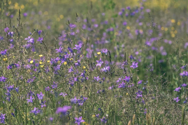 Hermoso Prado Verde Con Flores Verano Cerca Del Bosque Cálido — Foto de Stock