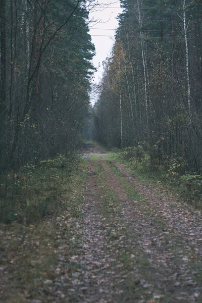 ヴィンテージのレトロな外観の周りの木と葉視点でシンプルな田舎の林道 — ストック写真