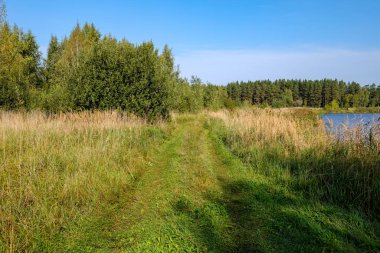 yemyeşil ağaçlar ve mavi gökyüzü altında yolu ile orman çayır