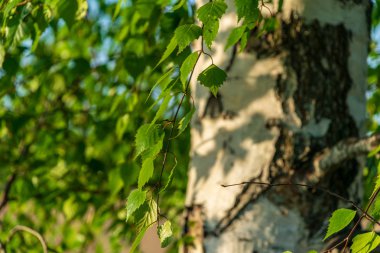 güzel huş ağacı ağaç gövdeleri, dalları ve yaprakları doğal ortamda. karışık mevsim yaz sonbahar bahar resimleri
