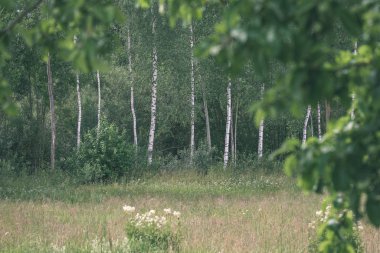elma ağacı dalları yeşil yaz gün yağmur ile. yeşil elma - vintage bir retro görünüm tam
