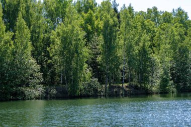 temiz su ve su çimen, bents ve yeşil yeşillik forest yakınındaki göl kenarında sakin yaz günü göster