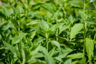 arka planlar ve dokuları tarafsız doku için hafif yaz aylarında derin yeşil yeşillik