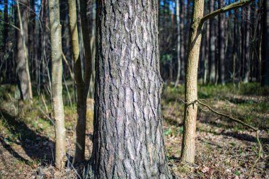 erken ilkbaharda ağaçlar ıslak boş ormanda bırakır. çıplak doğa sahne