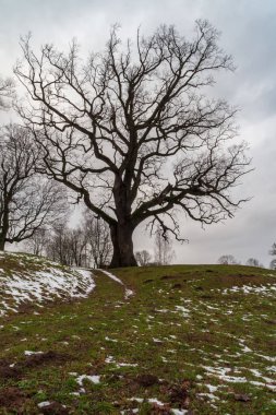 tek büyük büyük ağaç büyük gövde ve yapraklar çevresinde doğa ortamında izole