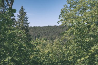 Mavi gökyüzü, büyük ağaçlar aşağıdan görüntüleyin. yeşil yeşillik ve yaprakları