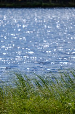 Yaz bitkiler ve bents tarihinde akşam güneşin altında arka plan bulanıklık. Yeşillik dokulu deseni