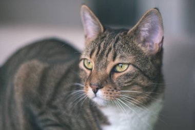 yakın çekim yerli kedi evinde doğal ortamda vurdu