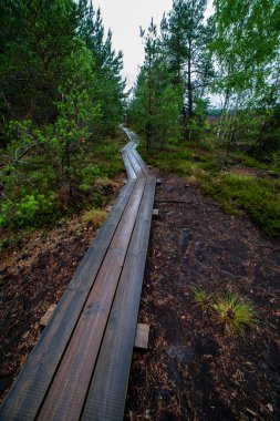 Ahşap tahta patika boardwalk bataklık alan rekreasyon turistler için. Çam ağaçları çıkmaza sokmak ve ilk kış öğleden sonra hafif kar