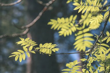 Yeşil ağaç yaprak güneş ışığı ile yakın çekim