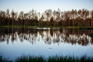 geç yaz, sakin su ve yeşil bitki örtüsü yansımalar akşam güneşi bataklık göller üzerinde