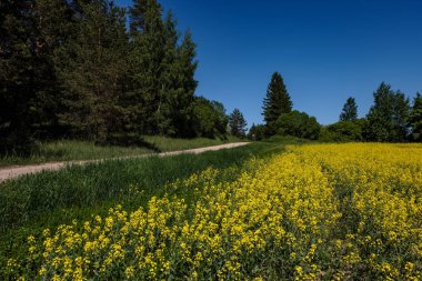 Kolza tohumu arazi tarım kırsal kesimde parlak sarı alanlar