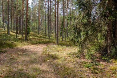 herdem yeşil orman Ladin ve çam ağacı dalları altında. Mayo ve boş yere ile düşük ışık ayrıntıları