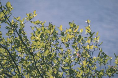 görüntü arka plan ve mavi gökyüzü karşı ışık sabah taze yeşil yeşillik ağaç yaprak