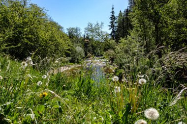 temiz su ve su çimen, bents ve yeşil yeşillik forest yakınındaki göl kenarında sakin yaz günü göster