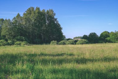 güzel yeşil çayır yakınındaki ormanda sıcak yaz günü yaz çiçek ile. yeşillik doku - vintage retro bak