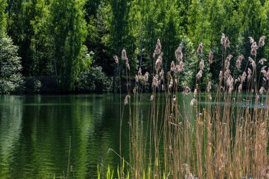 temiz su ve su çimen, bents ve yeşil yeşillik forest yakınındaki göl kenarında sakin yaz günü göster
