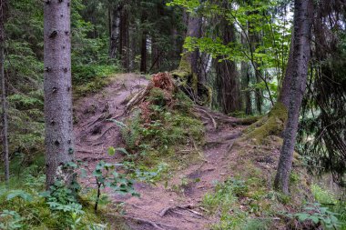 Boş toprak yol çam ağacı orman 