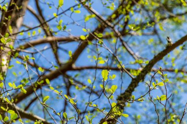 güzel huş ağacı ağaç gövdeleri, dalları ve yaprakları doğal ortamda. karışık mevsim yaz sonbahar bahar resimleri