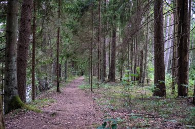 Boş toprak yol çam ağacı orman 