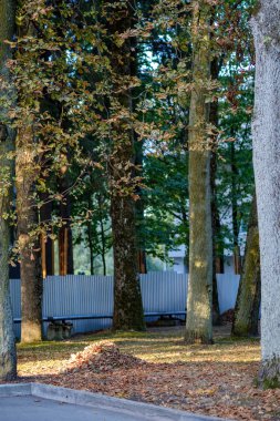 güzel yeşil ağaçlar yaz Park