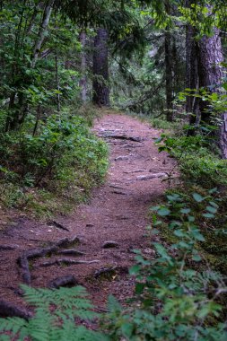 Toprak yol çam ağacı ormandaki görünümünü 