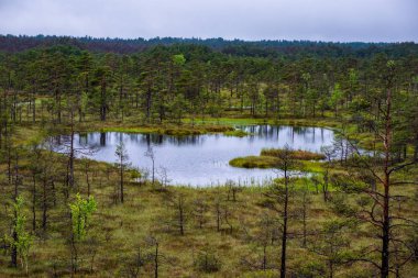 geç yaz, sakin su ve yeşil bitki örtüsü yansımalar akşam güneşi bataklık göller üzerinde