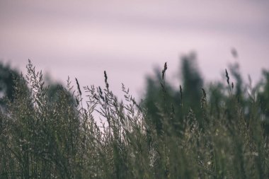 Alandaki yabani ot, günbatımında yakın çekim