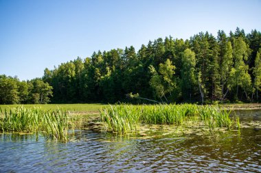 yaz günü suda kumtaşı kayalıklarla ve kuru ağaç ormanları içine Nehri sakin. karanlık su nehir Brasla, Letonya