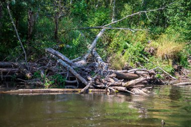 nehir, Amata Letonya yaz sabahı kumtaşı kayalıklarla, yeşil yaprakları ile su akışı